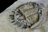 Large, Basseiarges Trilobite - Jorf, Morocco #108685-2